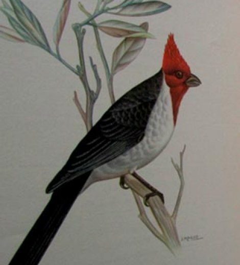 Cardenal copete colorado